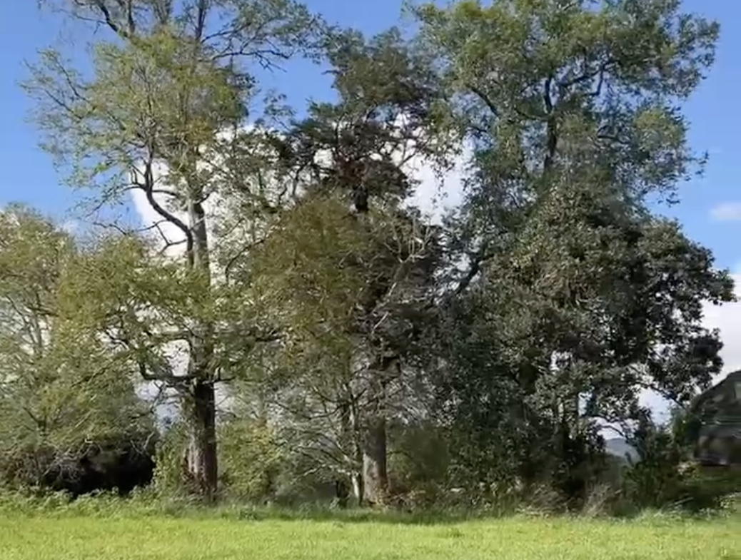 parcela a orilla de camino, roble villarrica