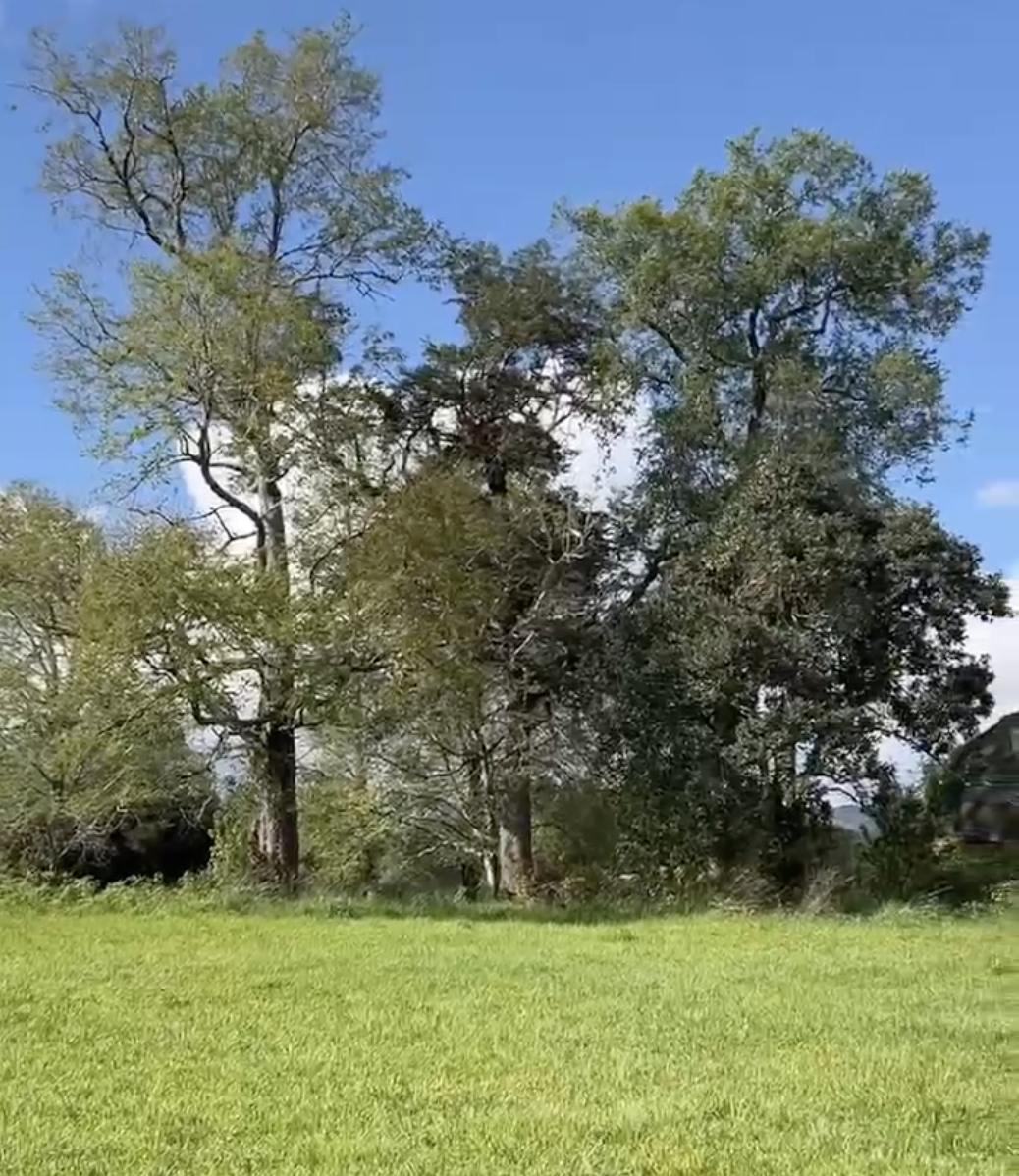 parcela a orilla de camino, roble villarrica