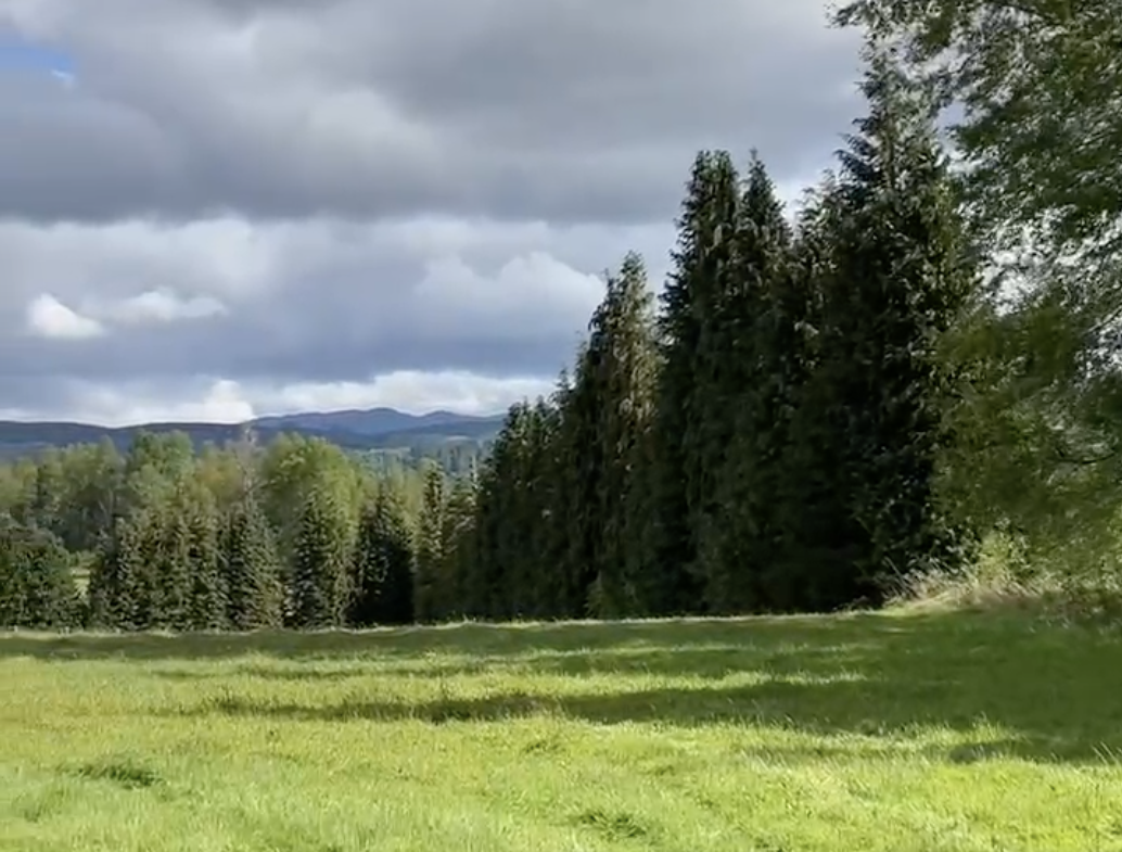 parcela a orilla de camino, roble villarrica