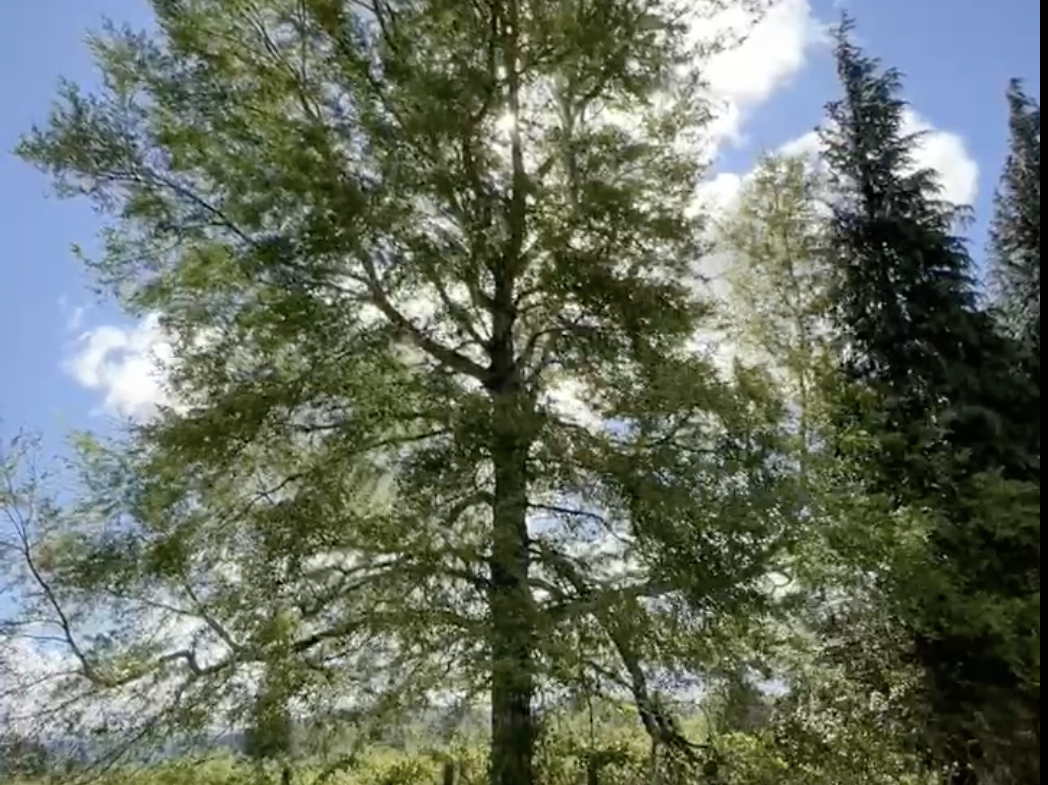 parcela a orilla de camino, roble villarrica