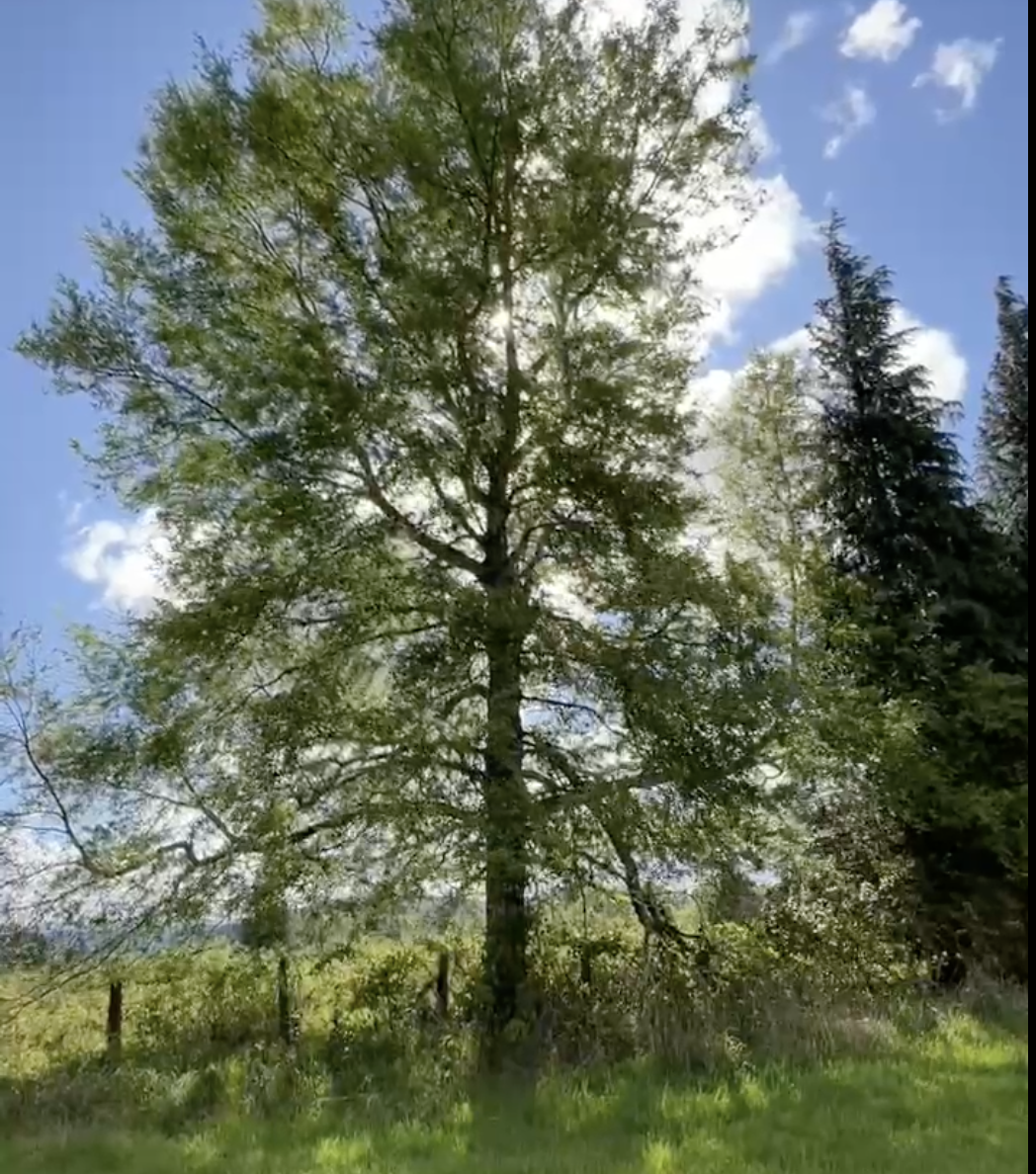 parcela a orilla de camino, roble villarrica