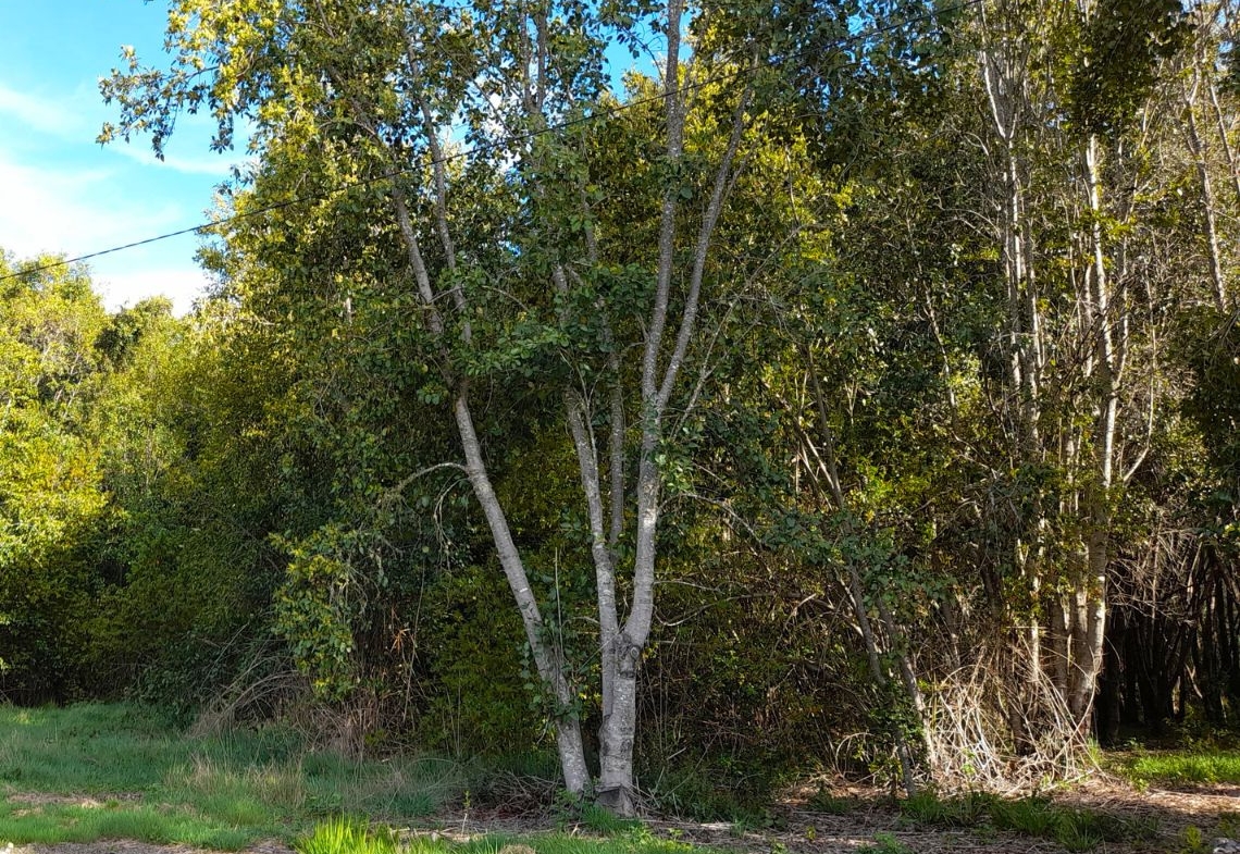 Parcela con orilla de río sector Copihuelpi