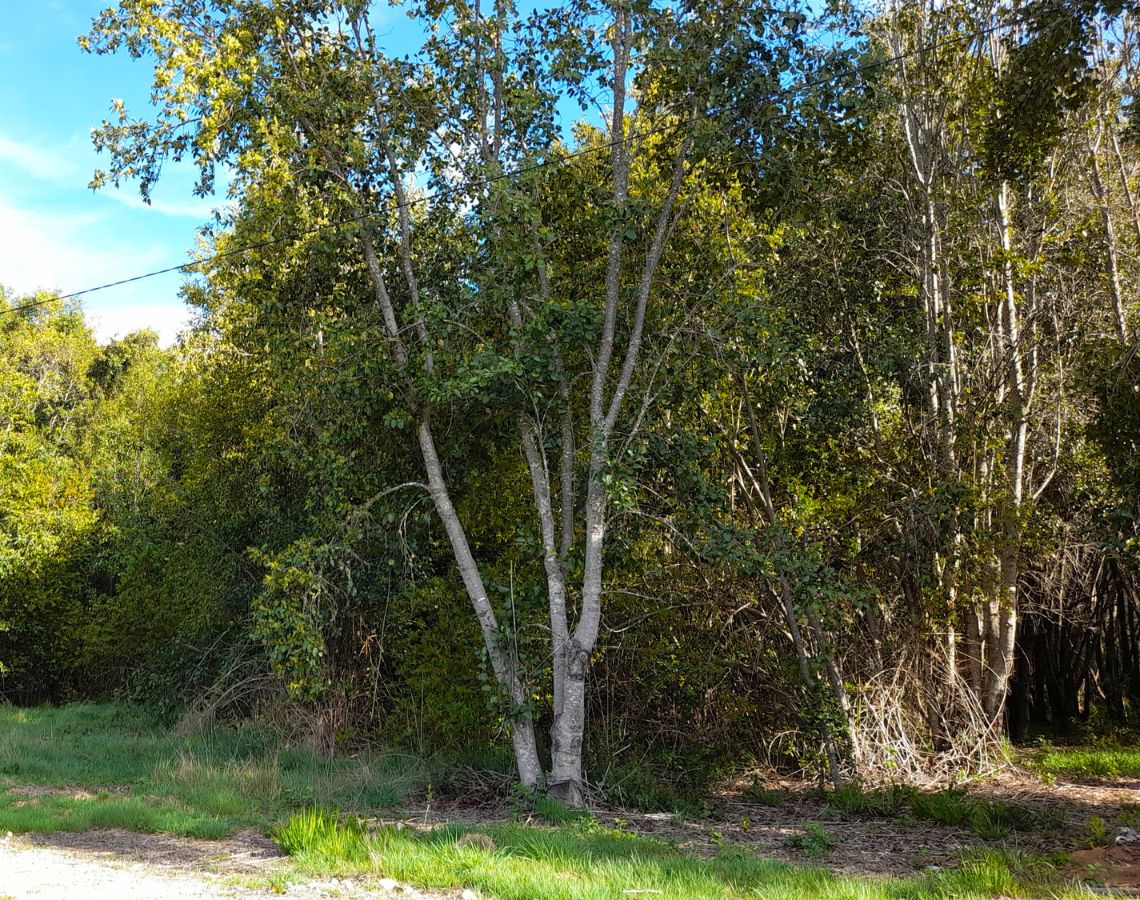 Parcela con orilla de río sector Copihuelpi