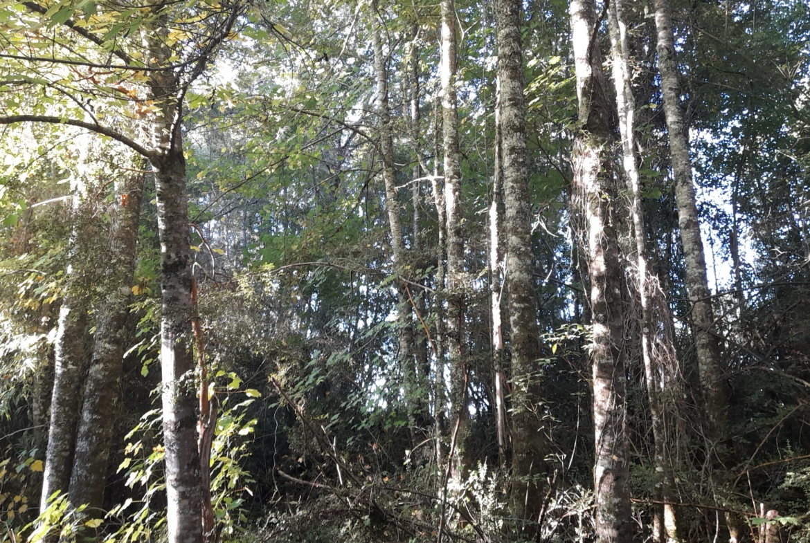 Parcela Borde Río , sector Copihuelpi Villarrica
