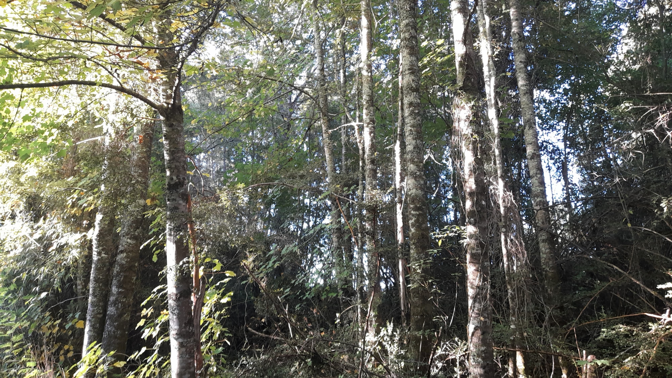 Parcela Borde Río , sector Copihuelpi Villarrica