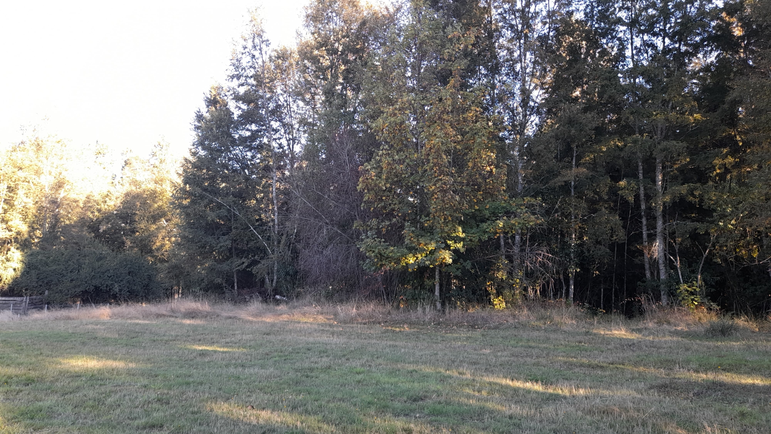 Parcela Borde Río , sector Copihuelpi Villarrica