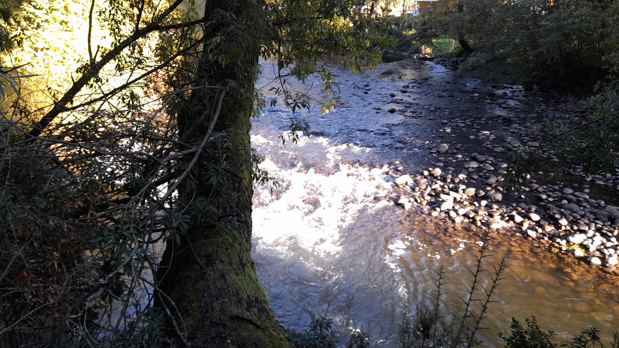 Parcela Borde Río , sector Copihuelpi Villarrica