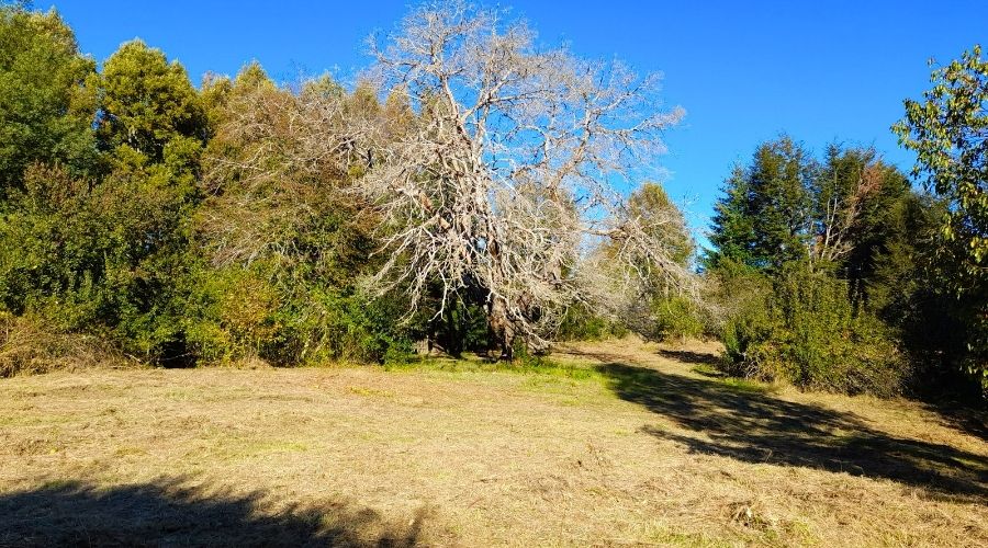 Parcelas en Relún – Venta en Verde a solo 12,5 km de Villarrica