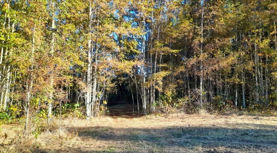 Parcelas en Relún – Venta en Verde a solo 12,5 km de Villarrica