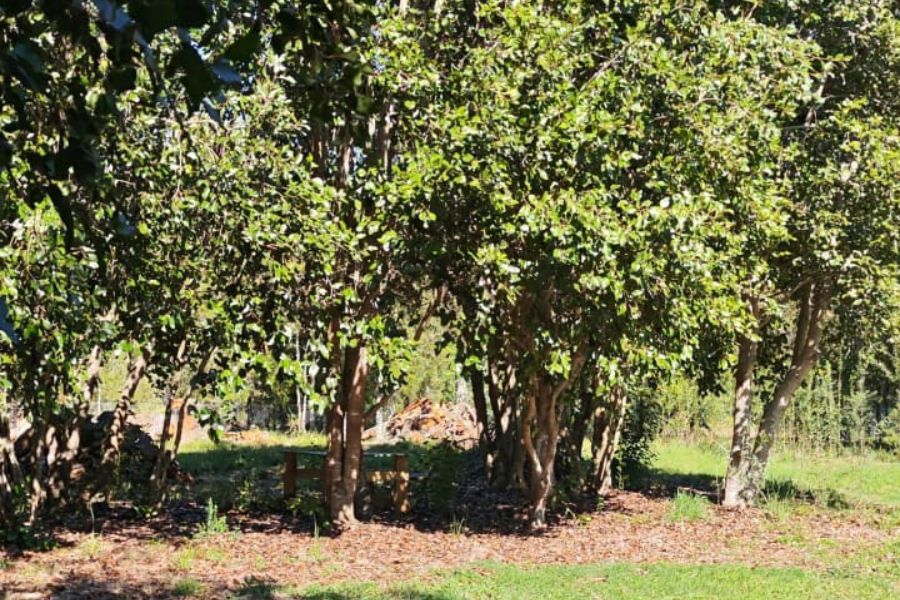 EN VENTA: Parcela de 5.000 m² con Cabaña y Borde de Río Cruces