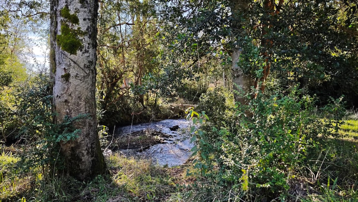 Proyecto Río Huiscapi - Villarrica