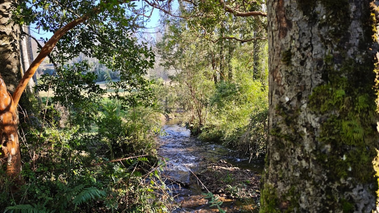 Proyecto Río Huiscapi - Villarrica