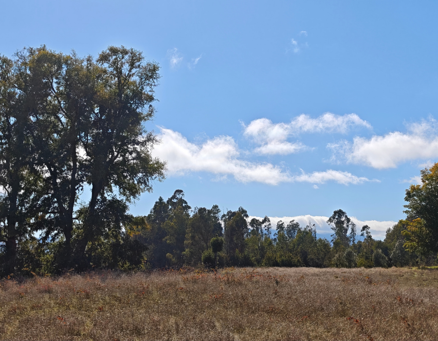 parque nativo villarrica