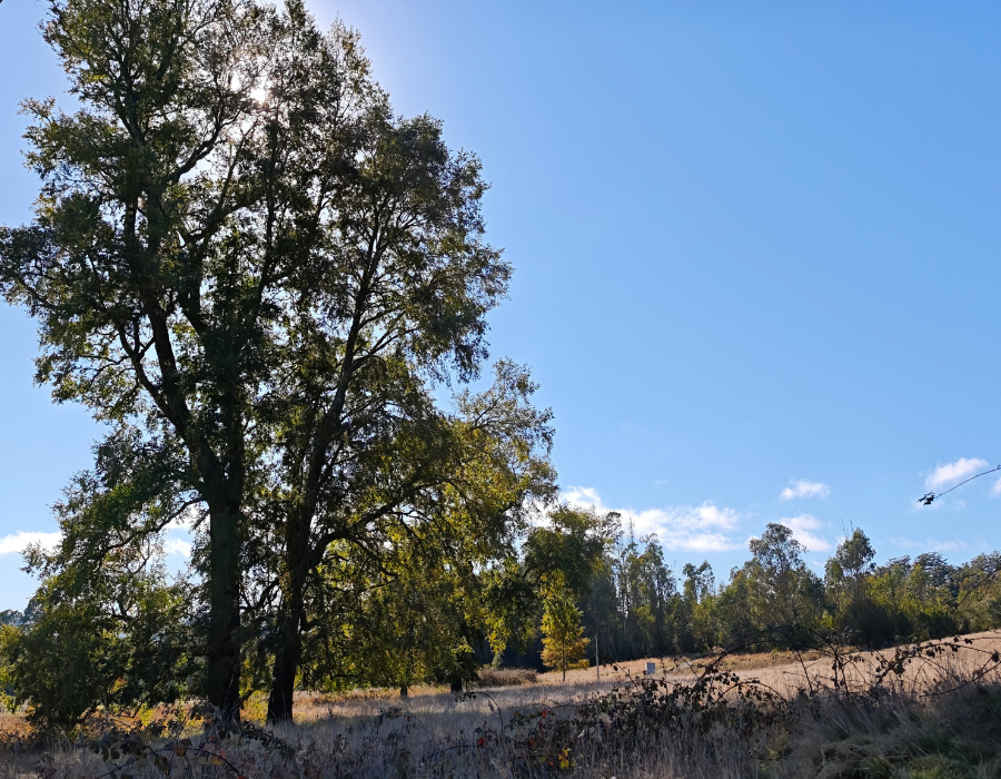parque nativo villarrica