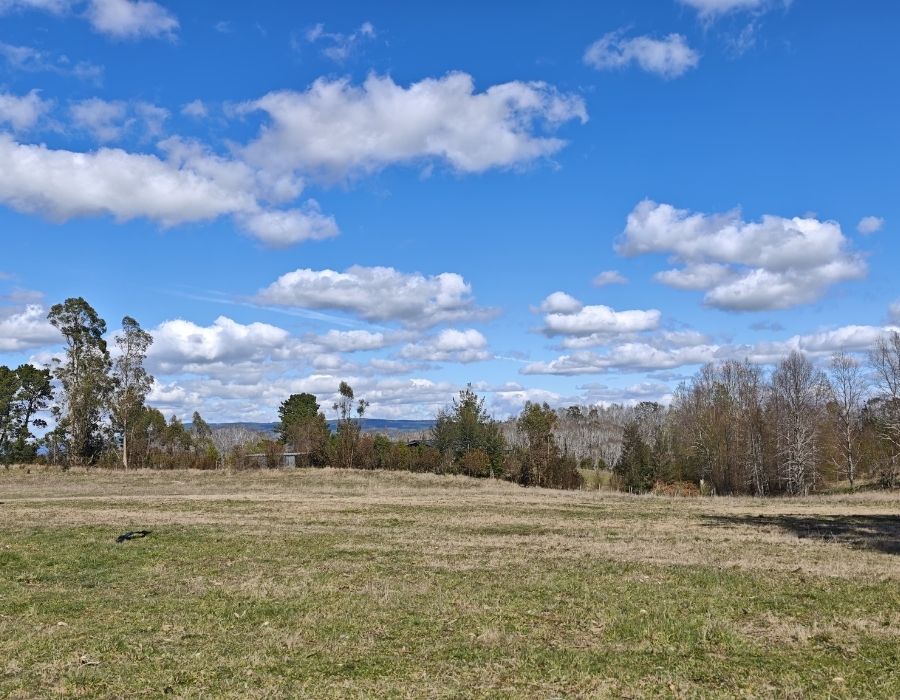 las loicas villarrica (2)