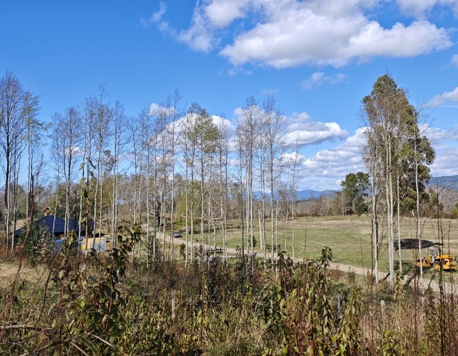 las loicas villarrica (2)