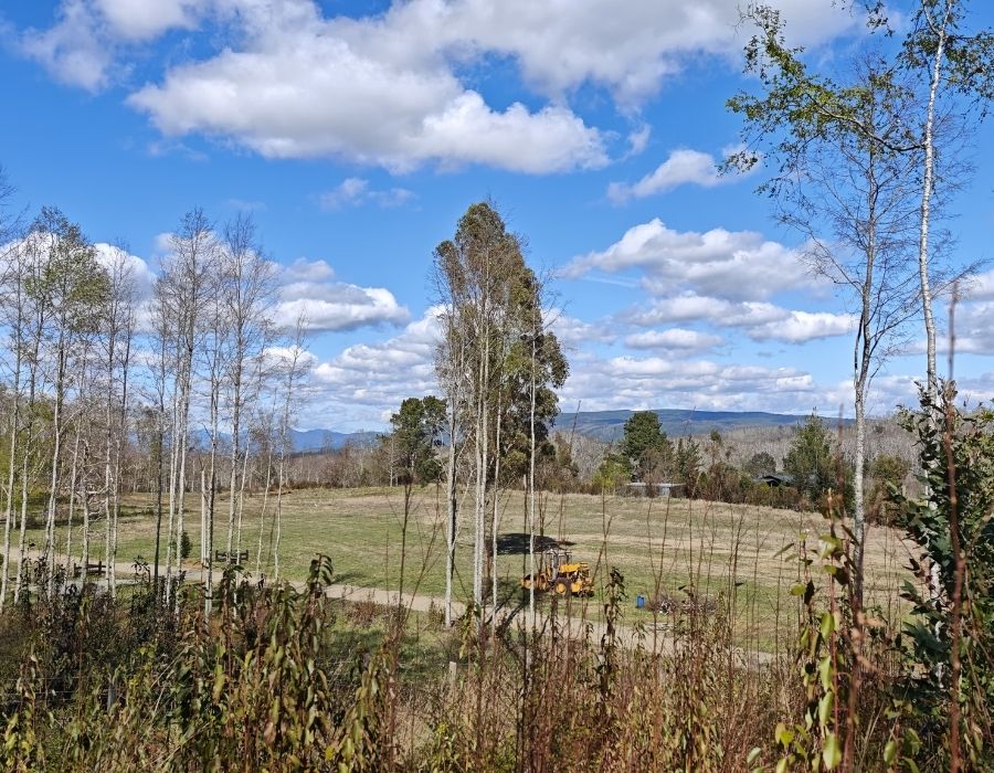 las loicas villarrica (2)